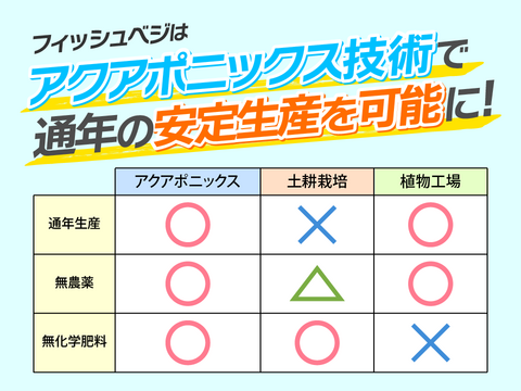 新鮮！採れたて！農薬・化学肥料不使用！レタスの定期便 8個セット