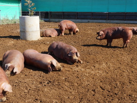 【特別価格】〖放牧豚・デュロック純粋種〗ウデモモ豚小間（冷凍）真空パック200g×1