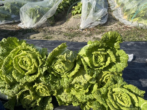 我が子に食べさせたい野菜を｜志学農
園の白菜 3玉（約5kg）栽培期間中農薬・化学肥料不使用
