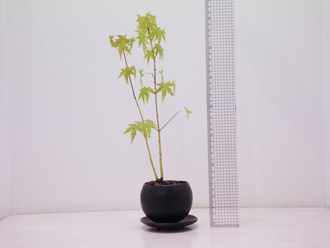 ミニ盆栽【紅葉🍁ヤマモミジ × 黒丸小陶器】高さ38cm×横9cm