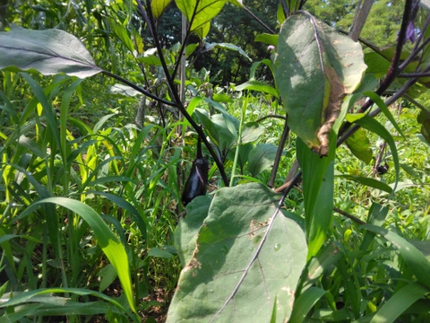 自然農園の健康やさい！
ナス 4本セット