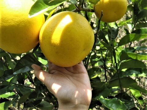 伊豆の朝採りグレープフルーツホワイト 農薬 肥料 除草剤 全て不使用