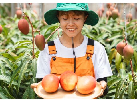 【夏ギフト】ぷすぷすマンゴー1キロ（2～3玉）