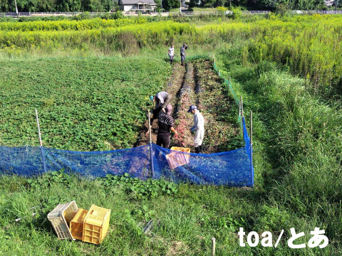 本場鹿児島産の甘～い べにはるか（さつまいも）5kg