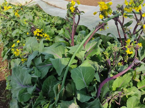 ✨【春限定】甘くてシャキッ！農薬・化成肥料不使用の紅菜苔（こうさいたい）✨😊