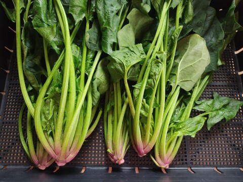 ✨加熱で本領発揮！完熟ほうれん草！ドカンと爆盛り2.5kgセット｜炒め物・おひたしに◎（農薬・化学肥料不使用）✨