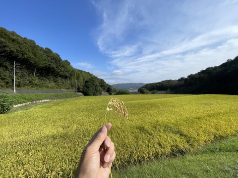 🟢令和6年産　新米🟢　特別栽培米🌾きぬむすめ10kg（精米後9kg）