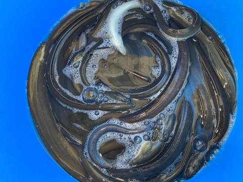 【浜名湖産天然ウナギ】5匹〜7匹で1kg
