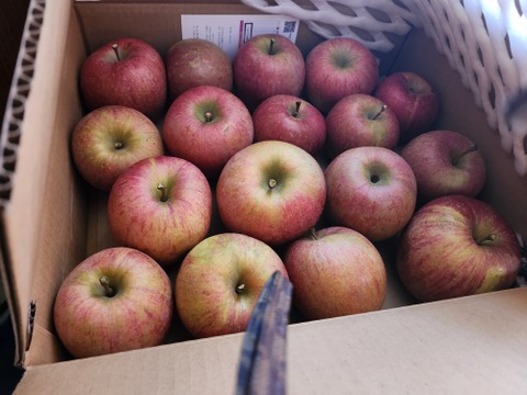 果汁溢れる！ サンふじ【わけあり家庭用 5kg 】