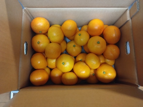 【最高級】真穴（まあな）産地直送　極上みかん　2S～Sサイズ　3Kg やや小ぶり　贈答　【冬ギフト】