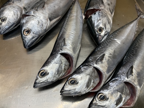 【期間限定】メジカ/ヨコワ/モンズマ/ヒレナガ/新子の詰め合わせ/水揚げ次第当日発送【生】【冷蔵】