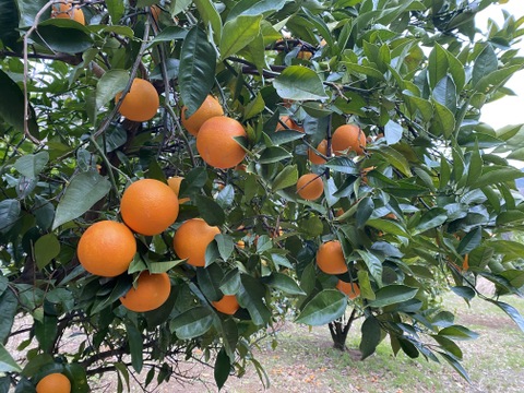 希少な国産『ブラッドオレンジ』タロッコ（ご家庭用・2kg）