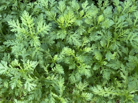 妙高の自然が育てた貴重な自生クレソン&よもぎのセット 60サイズの箱にいっぱい（おおよそ100グラム）