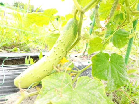 〘【自然栽培初物！！秋の野菜セット鶴首かぼちゃ・さつまいも・ニンニク・唐辛子】〙5500円固定種 在来種 ！!おまかせ野菜セット無肥料 農薬不使用 80サイズ【5キロ前後】　内容は時期により異なります