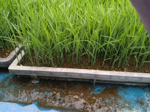 自然栽培　草との闘いに勝ち抜いた令和７年産あきたこまち新米９kg　人と土にやさしい栽培方法　農薬も除草剤も不使用　肥料不使用でゆっくり成長したから、小粒でも土の中の様々な栄養を吸収していると思います