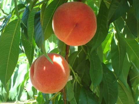 川中島白鳳【夏ギフト】お中元好適品　長野県オリジナル品種　贈答用　2.8キロコース