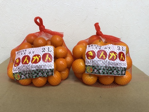 【金柑とあくまきセット価格】生でガブっと完熟ハウスきんかん2Lサイズ、3Lサイズ(各1キロ)あくまき3本