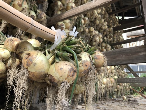 淡路島で一番美味しい品種‼️淡路島産玉ねぎ 「七宝」新玉 5kg