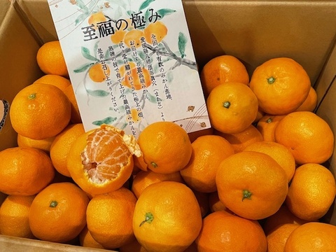 【最高級】真穴（まあな）産地直送　極上みかん　S〜Lサイズ　5キロ　贈答　【冬ギフト】