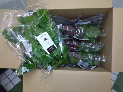 【「ツボクサ（CICAリーフ）」+「きぬありーぶす」ミックスセット】
アーユルヴェーダハーブ！「ツボクサ（CICAリーフ）」20ｇ×3袋
スーパーリーフミックス！『きぬありーぶす』 50ｇ×6袋