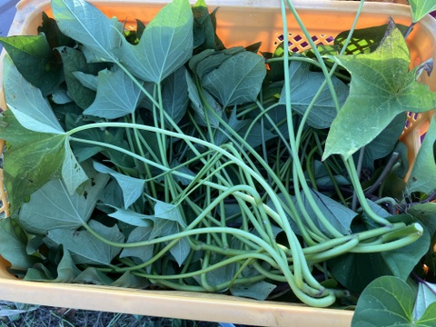 【2026年度予約商品】自然栽培さつまいものツル1.5kg