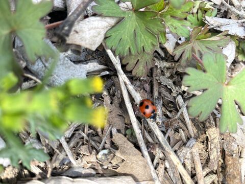不揃い いろいろな葡萄セット 3~4房1.5kg ＃食べ比べ