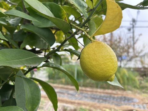 湘南の光たっぷり寒川産新鮮レモン！3kg