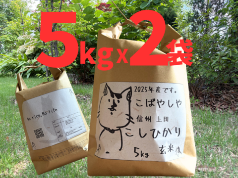 予約です‼︎  もっちもちの25年度産新米!!　信州上田産コシヒカリ玄米5kgx2袋 おむすび お弁当に!!　令和7年 農家直送