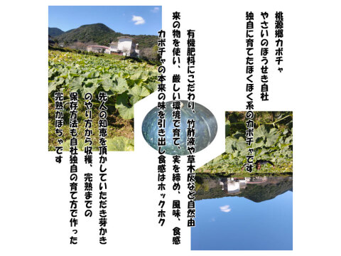 熊本県あしきた産　完熟ホクホク桃源郷カボチャ【5キロ　３～5玉入り】