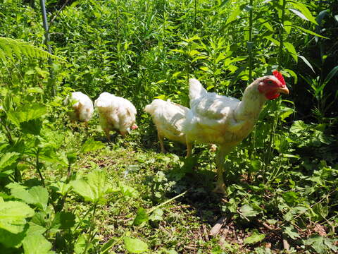 ワクチン不使用オーガニック鶏肉「薬食同源鶏・手羽先手羽元セット」（手羽先5本入×２、手羽元5本入×２）【計1,342g】ボーンブロスにもおすすめです