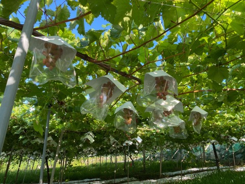 【山梨限定】サンシャインレッド2房《限定販売》