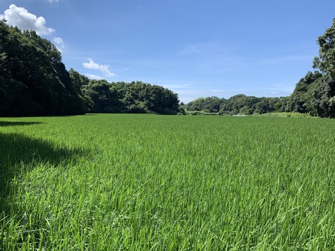 ホタル舞う熊本県産お米「にこまる」精米 10kg 農家直送