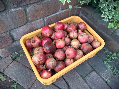 【自然栽培】稀少な国産生ざくろ 3kg以上★農薬・肥料不使用｜ザクロ｜柘榴