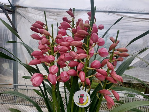 陶器鉢入シンビジウム（５本立)