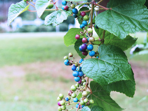 【冷凍真空】馬ぶどう250g×12袋　1年分3kg うまぶどう　薬膳　民間療法 冷凍真空】馬ぶどう250g×12袋 1年分3kg うまぶどう 薬膳