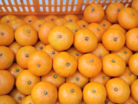 広島県産　興津早生みかん🍊　10kg(箱込み)