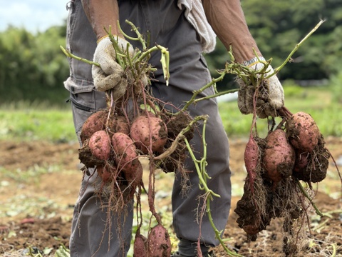 taneco 熟成 種子島安納いも（生いも） 【Ｓサイズ・２kg】