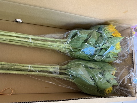 暑い夏にも長持ちする北海道産「ひまわり」20本　お部屋や食卓テーブルにぴったりな小輪のヒマワリ