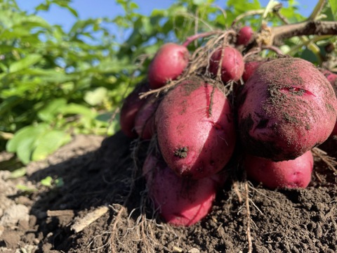 【榛名山の麓から】冬のシャキうま旬野菜セット・ちょうどいいサイズ！＜8品目＞