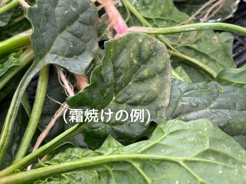 1kg｜信州産｜氷点下で育つ濃厚甘い露地ほうれん草