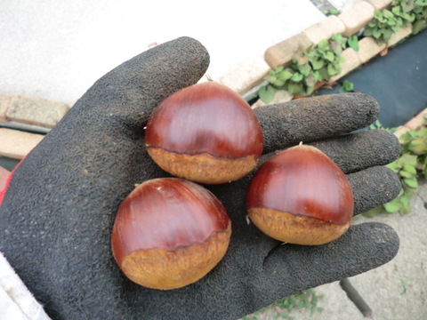 【岸根栗 ねっとり甘く香り高い栗】　岸根３０gまでのサイズ　農薬不使用  無肥料  除草剤不使用栽培１５年目 約900g