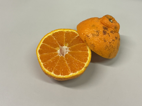 不知火(デコポン同品種)【家庭用(超 訳あり)】10kg【必ず説明をお読みください】322-4ol