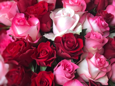 【20本の花束】赤＆ピンク🌹誕生日や結婚記念日のプレゼントに！シンプルラッピング
