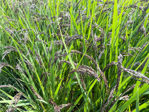 【令和7年】アクネモチ・緑米もち玄米（1kg）【栽培期間中　農薬・化学肥料不使用】