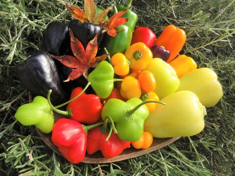 ピーマン嫌いを克服 希少なカラフルピーマン パプリカセット 6種類 小サイズ 栽培期間中農薬 化学肥料不使用 高知県産の野菜 食べチョク 産地直送 産直 お取り寄せ通販 農家 漁師から旬の食材を直送