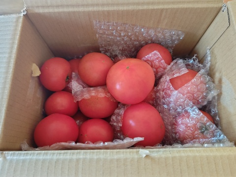 【期間限定値引き中】【余韻の旨さ】 完全完熟トマト 約2kg 約10〜20個入り🍅  【母の日ギフト】