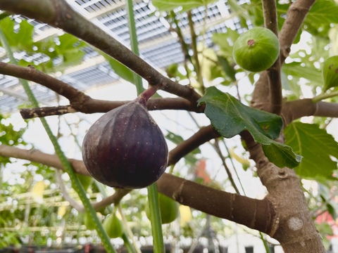 【New】定番いちじく×初登場金柑ドライフルーツ３袋セット○⚪︎国産・農薬不使用・無添加・濃縮・美容　自宅用、贈答用