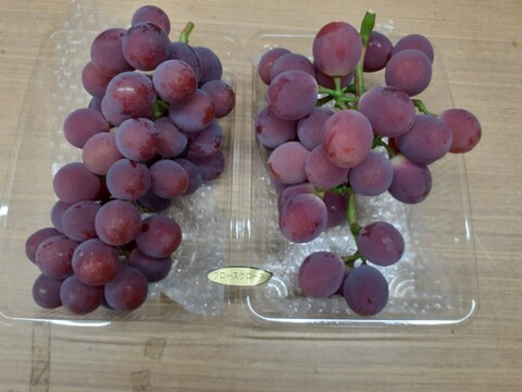 】【２０２６年発送受付】グロスクローネ２～3房　ご家庭用約1.5㎏