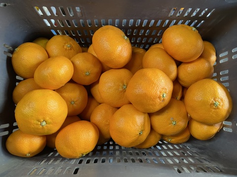 最上級の満足感！無選果【木取り】甘平（５ｋｇ）サンプル糖度11～12度。