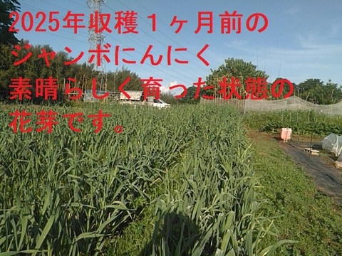 【今が旬】大きさと味に感動！安心安全の農法で育てたジャンボにんにく【一房】